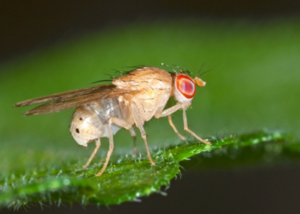 Evolving & expressing: real-time transcriptome evolution during adaptation to global warming